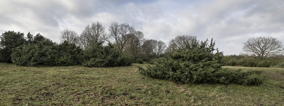 Juniper (Juniperus communis) and English oak (Quercus robur), Meppener Weide, Emsland, Lower Saxony, Germany