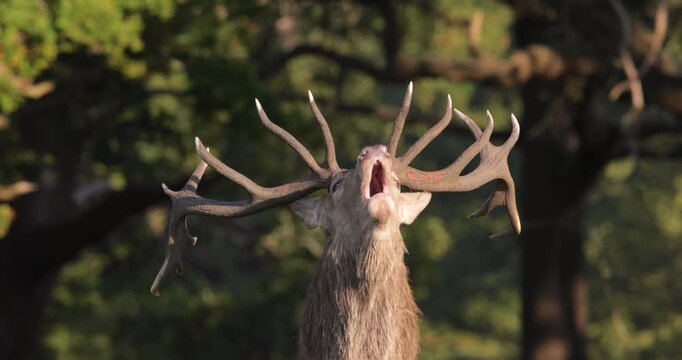 Portrait of a powerful Red deer stag roaring during autumn rut