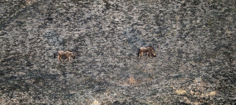 Striped Gnu (Connochaetes taurinus) in dry landscape, aerial view, Okavango Delta, Botswana