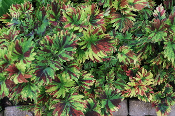 Painted Nettle has green leaves with brown pattern and jagged edges on the leaves. Some leaves are yellowish-green with brown-red patterns. Coleus are succulents variety of colors. Grown in the garden