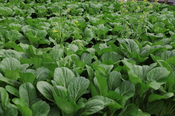 Mock Pakchoi is grown on organic farm. Some plants have yellow flower clusters. The leaves are oval, spoon-shaped, serrated edges, rounded tips. Leaf surface is smooth. annual plant in cabbage family.