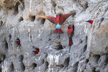 Breeding caves on the banks of the Kwando, Southern carmine bee-eater (Merops nubicoides), bee-eaters breeding, Kwando River, Zambezi region, Caprivi Strip, Namibia