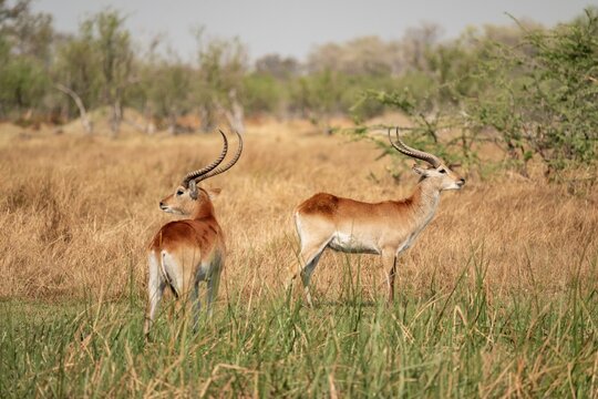 Letschwe or litchi bog antelope (Kobus leche), adult male, in tall dry grass, Okavango Delta, Moremi Game Reserve, Botswana
