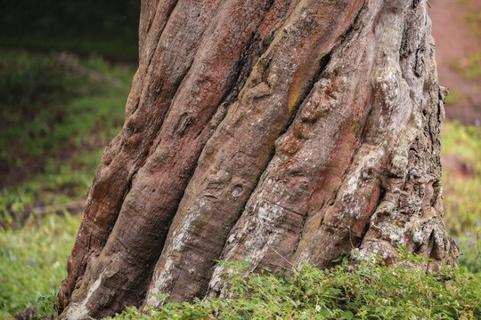 Tree grows spirally, Amani Nature Forest Reserve, Eastern Usambara Mountains, Tanga, Tanzania
