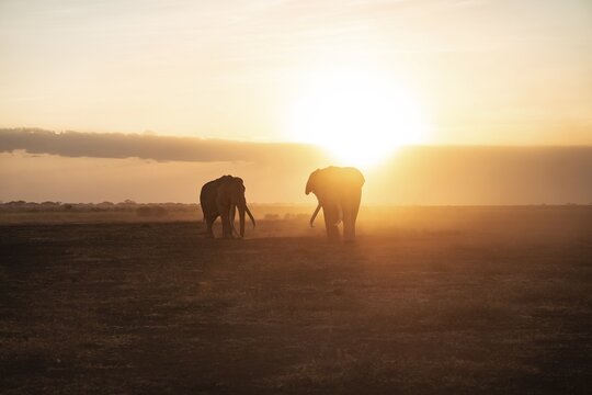 Backlight, African elephant (Loxodonta africana), the famous Super Tusker elephant Craig and Pascal, old bull elephants with long tusks, at sunset, Amboseli, Kenya