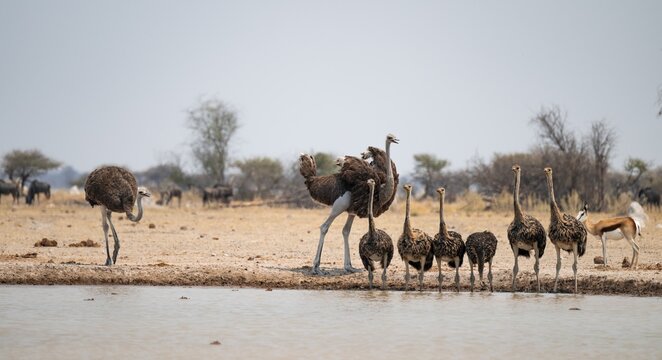 African ostrich (Struthio camelus), funny animal family, mother and six juvenile young animals, group drinking at the waterhole, Nxai Pan National Park, Botswana