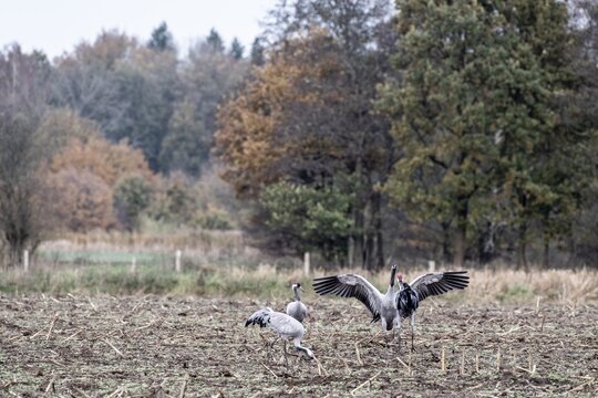 Cranes (Grus grus), fighting, Lower Saxony, Germany