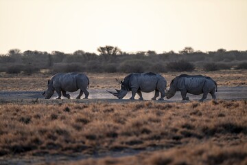 Three animals, Southern white rhinoceros (Ceratotherium simum simum) running through savannah, Khama Rhino Sanctuary, Serowe, Botswana
