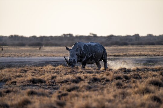 Southern white rhinoceros (Ceratotherium simum simum) peeing, Khama Rhino Sanctuary, Serowe, Botswana