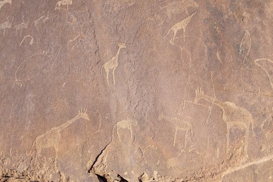 Depictions of animals on a rock slab, petroglyphs, rock engravings, Twyfelfontein, Kunene, Namibia