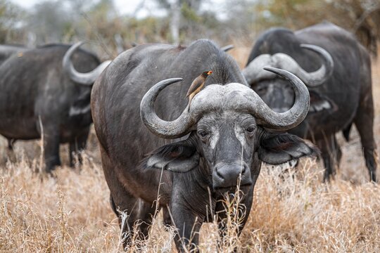 Cape buffalo (Syncerus caffer caffer) with yellowbill oxpecker (Buphagus africanus), Kruger National Park, South Africa