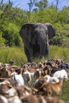 Conflict between livestock and wildlife, herd of goats and desert elephants in the riverbed of the Ugab River, Brandberg, Namibia