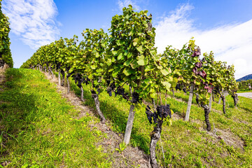 Well-tended grape vines