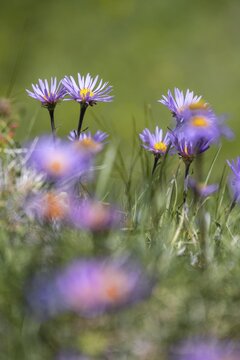 Alpine aster (Aster alpinus), Hohe Tauern, Austria