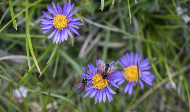 Blood droplet on alpine aster (Aster alpinus), Hohe Tauern, Austria