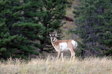 Male Pronghorn facing the viewer, Yellowstone National Park, Wyoming  USA
