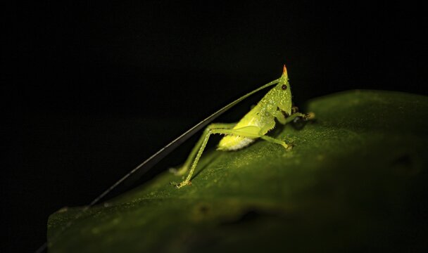 Green locust with horn, night, Costa Rica