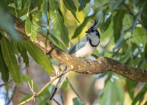 White-throated Magpie-Jay(Cyanocorax formosus) on branch, Costa Rica