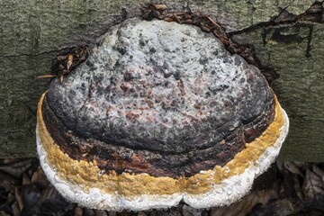 Beeswax Bracket (Ganoderma pfeifferi) with guttation drops, Emsland, Lower Saxony, Germany