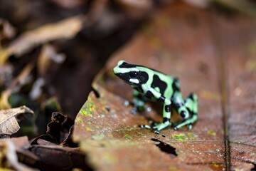 Green and black poison dart frog (Dendrobates auratus) on a leaf, Heredia Province, Costa Rica