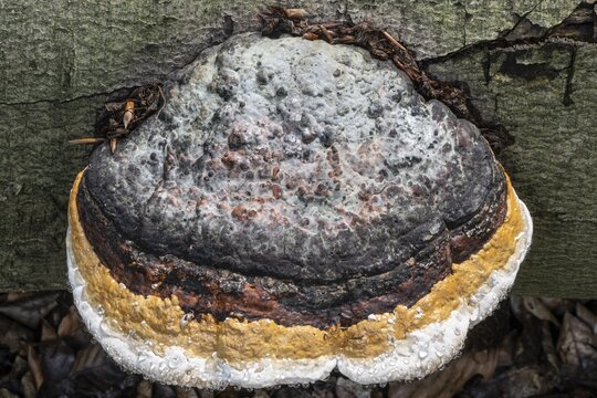 Beeswax Bracket (Ganoderma pfeifferi) with guttation drops, Emsland, Lower Saxony, Germany