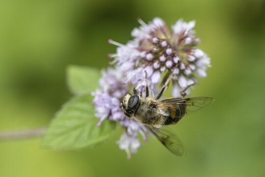 Drone fly (Eristalis interrupta) on water mint (Mentha aquatica), Emsland, Lower Saxony, Germany