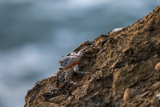 Crab on a rock, Reserva Natural Cabo Blanco, Costa Rica