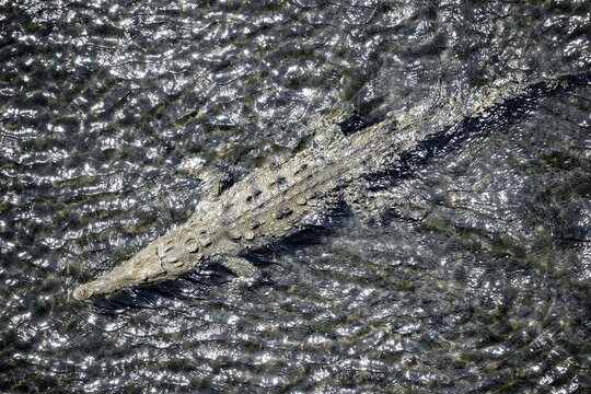 American crocodile (Crocodylus acutus) swimming in the water, from above, Rio Tarcoles, Carara National Park, Puntarenas Province, Costa Rica