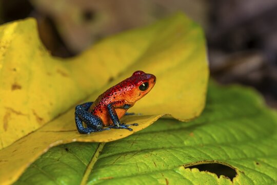 Strawberry poison-dart frog (Oophaga pumilio) sitting on a yellow leaf, Heredia province, Costa Rica