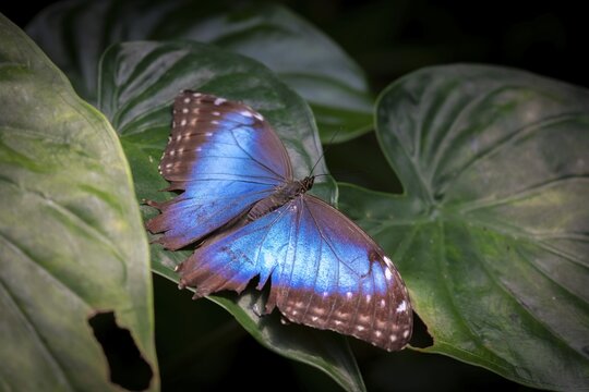 Morpho helenor, blue morpho butterfly sitting on a leaf, Alajuela province, Costa Rica