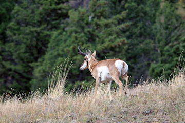Male Pronghorn, Yellowstone National Park, Wyoming  USA

