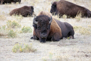 North American Bison lying down, Yellowstone National Park, Wyoming  USA

