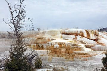 Travertine Terraces, Mammoth Hot Springs Yellowstone National Park, Wyoming  USA
