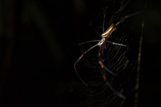 Creepy night shot, Golden silk spider (Trichonephila clavipes) spider web, Tortuguero National Park, Costa Rica