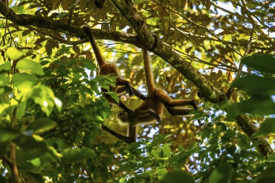 Geoffroy's spider monkey (Ateles geoffroyi), Tortuguero National Park, Costa Rica