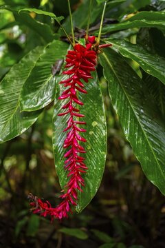 Red ginger, Plant, Details in the jungle, Dense vegetation, Tortuguero National Park, Costa Rica