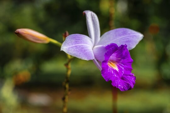 Pink orchid (Arundina graminifolia), Tortuguero National Park, Costa Rica