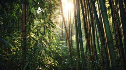 Fototapeta premium Bamboo grove with sunlight filtering through tall green stalks, creating peaceful and natural atmosphere, highlighting flexibility and beauty of forest environment