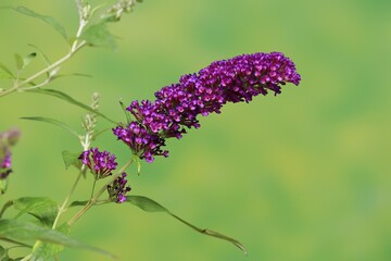 Butterfly-bush (Buddleja davidii), summer lilac, common summer lilac, butterfly bush, lilac spear, flowering, blossom, Elllerstadt, Germany