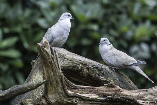 Eurasian collared doves (Streptopelia decaocto), Emsland, Lower Saxony, Germany