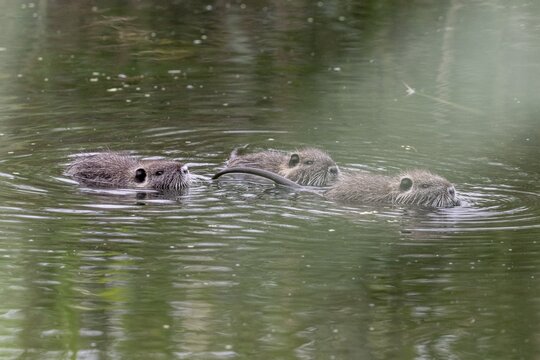 Nutrias (Myocastor coypus), Baden-W&uuml;rttemberg, Germany