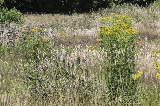 Extensive meadow with St James' ragwort (Senecio jacobaea) and flowering grasses, Emsland, Lower Saxony, Germany