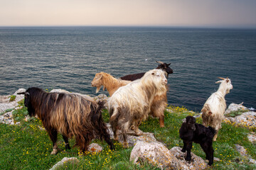 Wild Long Haired Goats Grazing on Rocky Cliff Above the Sea at Sunset. Scenic Coastal Landscape with Herd of Mountain Goats in Natural Habitat