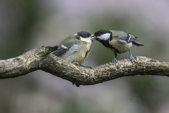 Great tits (Parus major), feeding young birds, Emsland, Lower Saxony, Germany