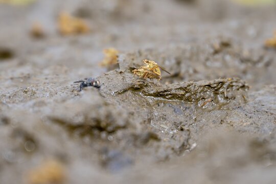 Flies on a cowpat in a meadow, Austria