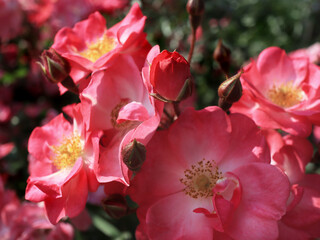 Obraz premium Wild pink roses