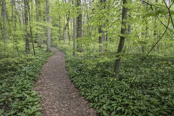 Ramson (Allium ursinum) and fresh leaves of common beeches (Fagus sylvatica) in Hainich, Thuringia, Germany