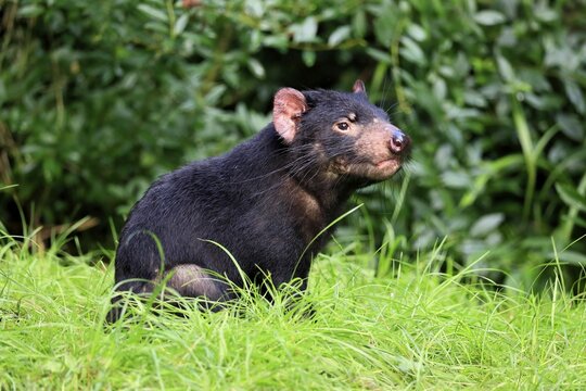 Tasmanian devil (Sarcophilus harrisii), adult, vigilant, captive, Tasmania, Australia
