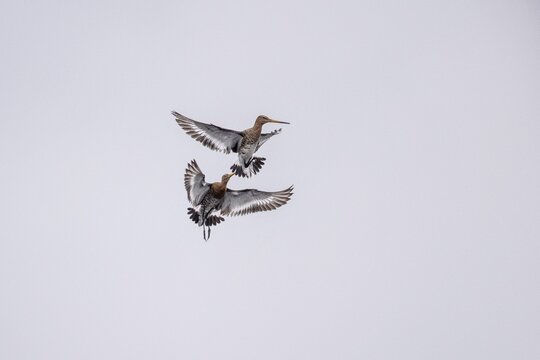 Black-tailed godwits (Limosa limosa), fighting, Lower Saxony, Germany