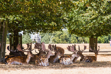 Fallow deer sit in shade under trees surrounded by brown grass in one of south west London&rsquo;s parks